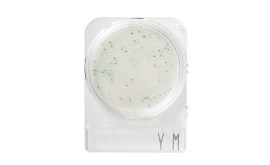 Compact Dry YM - Bolores E Leveduras - 100 Testes